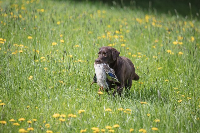 Hundepräsentation 2019
